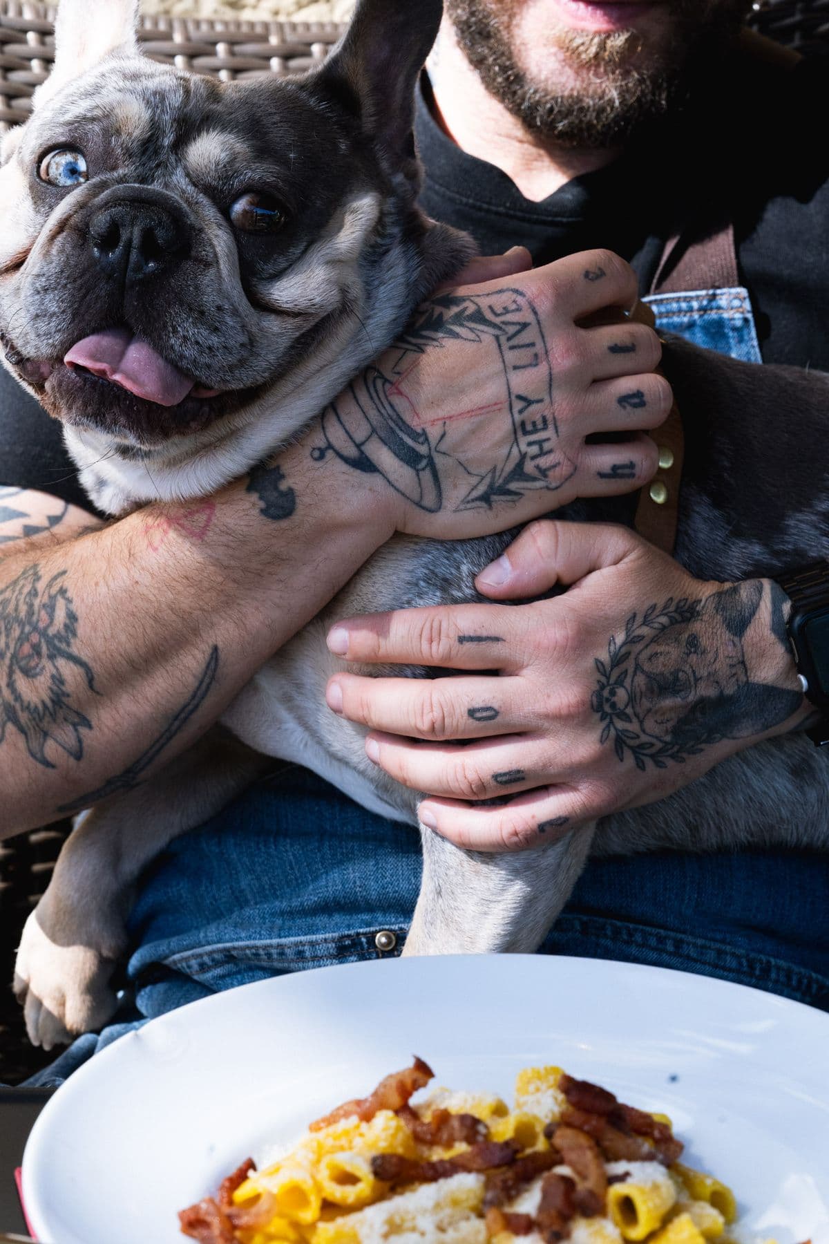 Fred, die Französische Bulldogge, schaut auf den Teller Rigatoni Carbonara